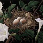 Nest_Liza Myers_2011